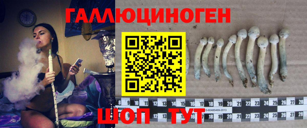 Псилоцибиновые грибы Psilocybine cubensis  Вход с VPN  Псилоцибиновые грибы прущие грибы  Новошахтинск 
